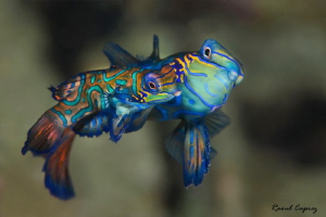 Tiny lovers by Raoul Caprez 